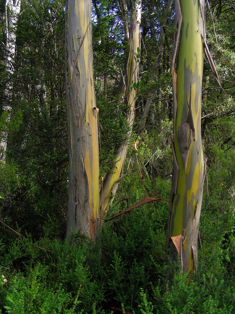 Eucalyptus subcrenulata