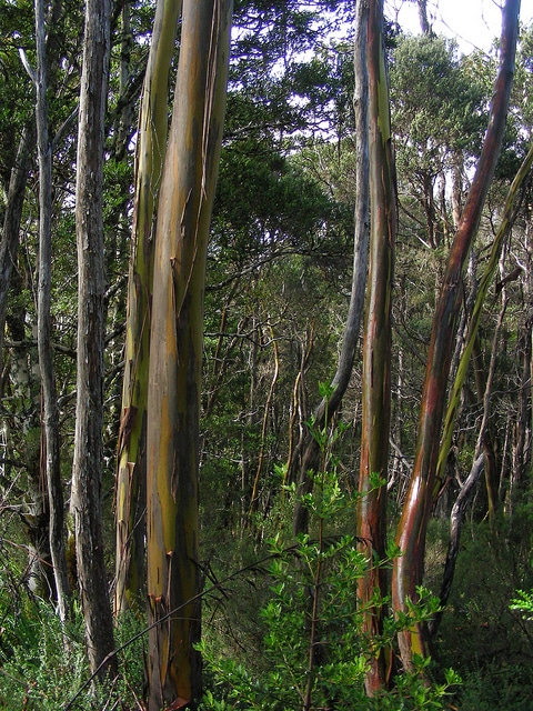 Eucalyptus subcrenulata