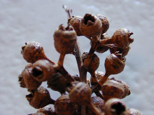 Eucalyptus tereticornis
