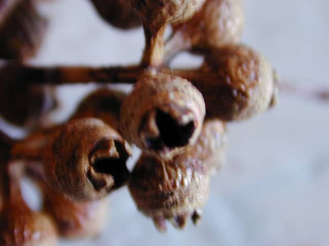 Eucalyptus tereticornis