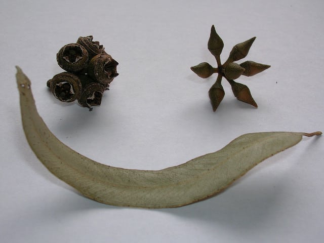 Eucalyptus tereticornis