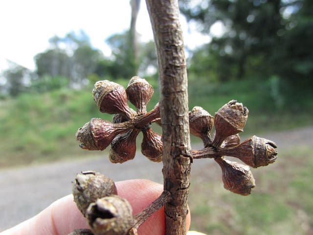 Eucalyptus tereticornis (Eucalyptus tereticornis)
