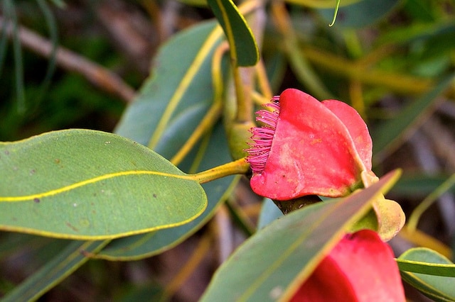 Eucalyptus tetraptera