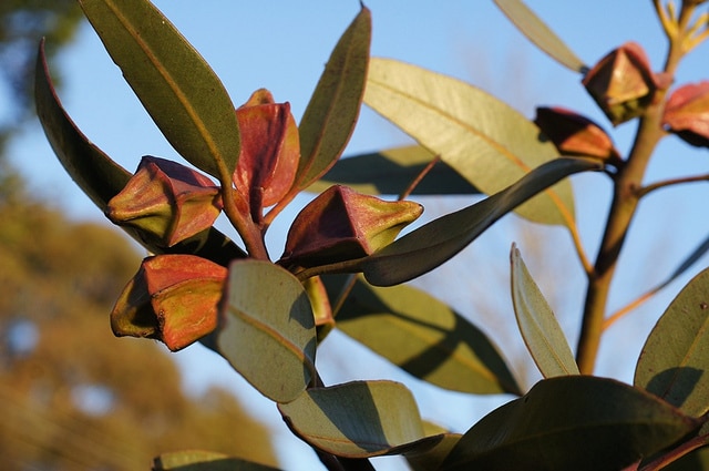 Eucalyptus tetraptera