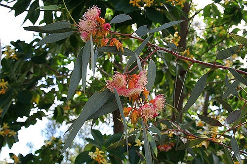 Eucalyptus torquata