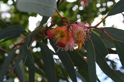 Eucalyptus torquata