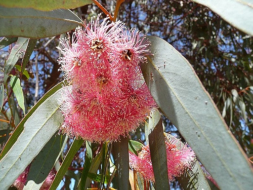 Eucalyptus torquata