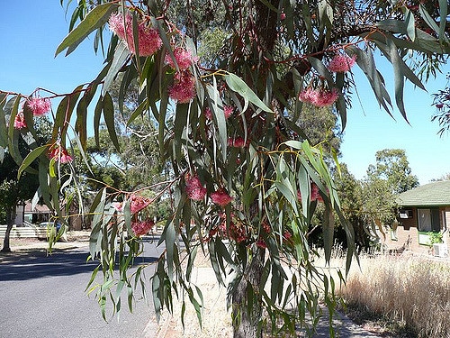 Eucalyptus torquata