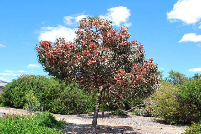Eucalyptus torquata