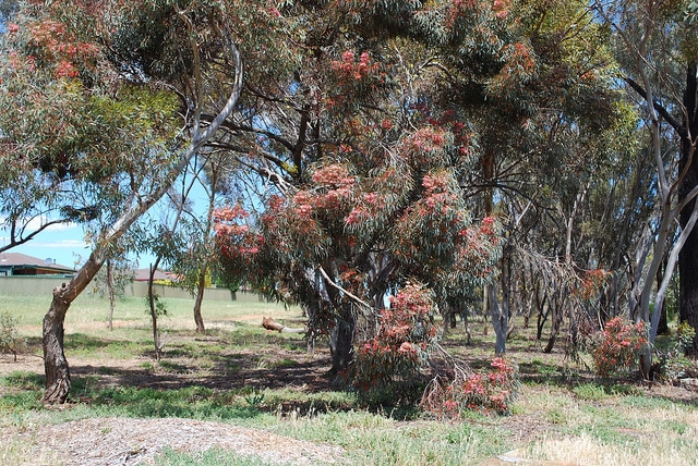 Eucalyptus torquata (Eucalyptus torquata)