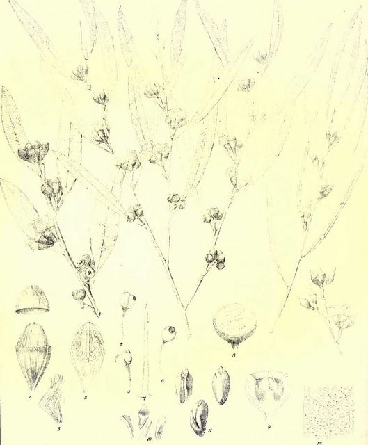 Eucalyptus uncinata