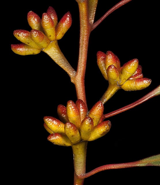 Eucalyptus uncinata