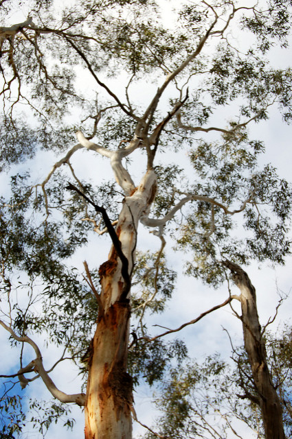Eucalyptus