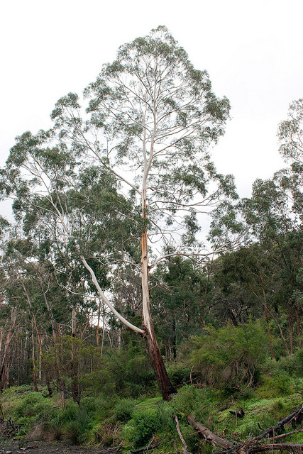 Eucalyptus