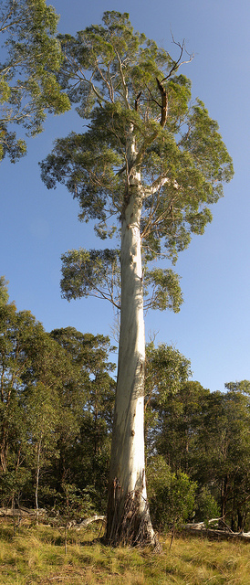Eucalyptus