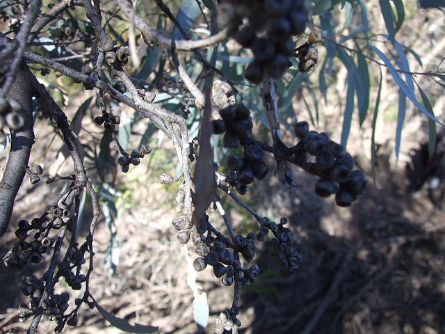 Eucalyptus viridis