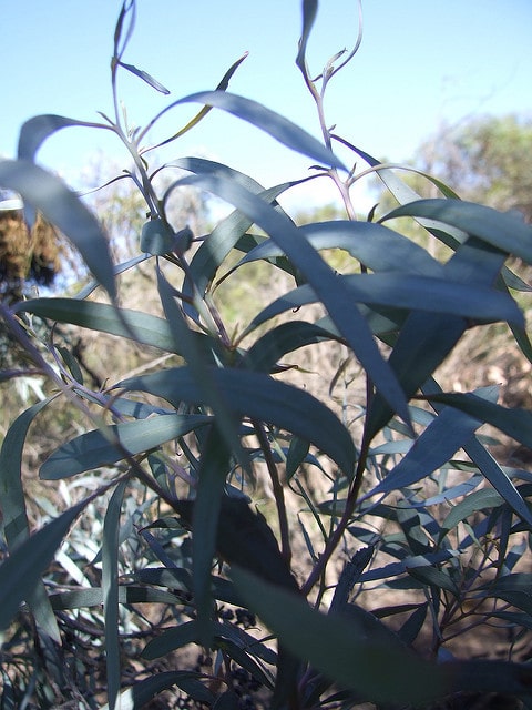 Eucalyptus viridis