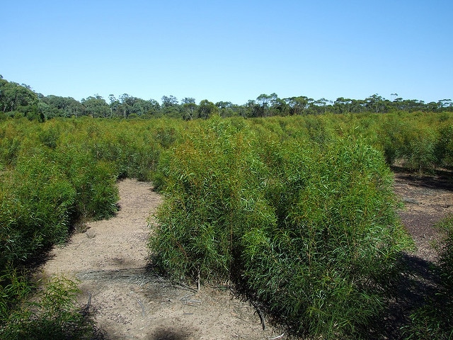 Eucalyptus viridis