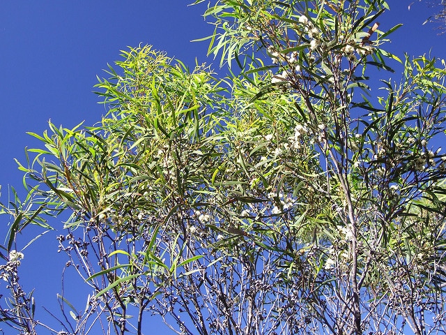 Eucalyptus viridis