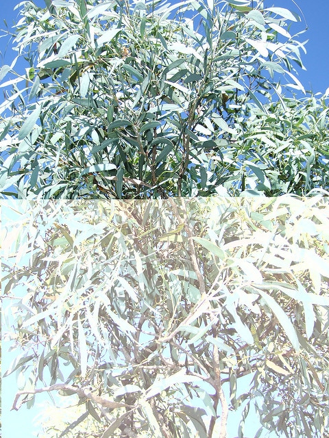 Eucalyptus viridis