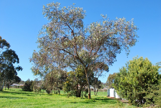 Eucalyptus woodwardii (Eucalyptus woodwardii)