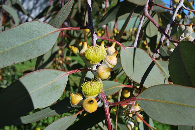 Eucalyptus woodwardii
