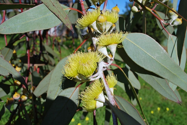 Eucalyptus woodwardii