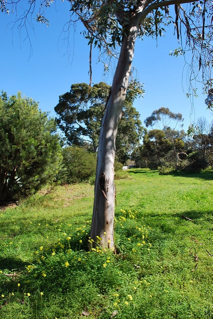 Eucalyptus woodwardii