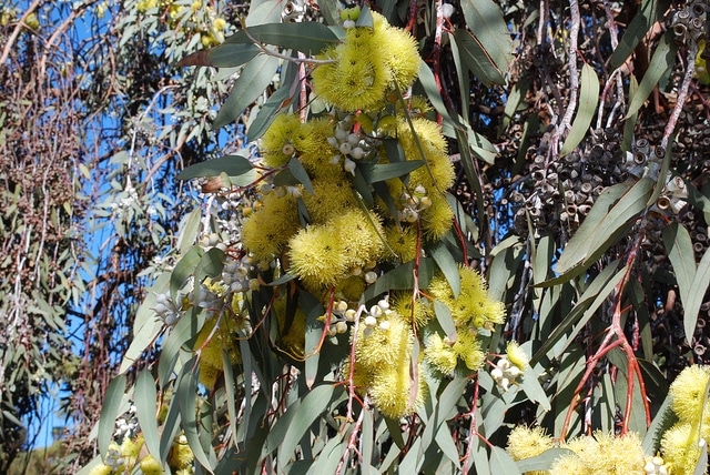 Eucalyptus woodwardii