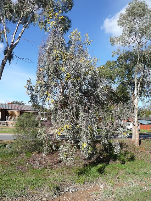 Eucalyptus woodwardii