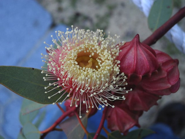 Eucalyptus youngiana