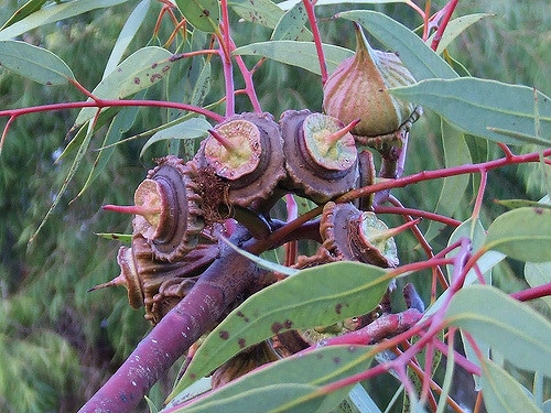 Eucalyptus youngiana
