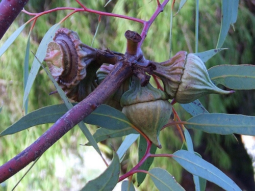 Eucalyptus youngiana