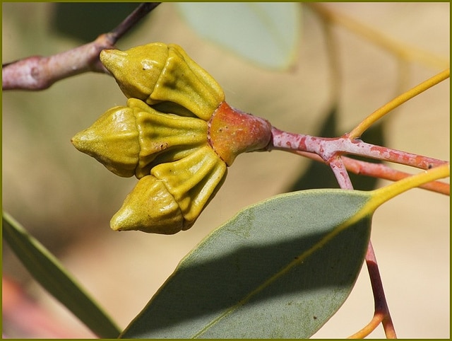 Eucalyptus youngiana