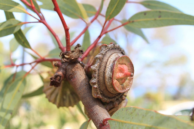 Eucalyptus youngiana