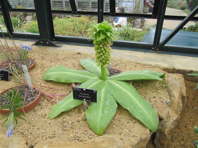 Eucomis autumnalis (Eucomis autumnalis)
