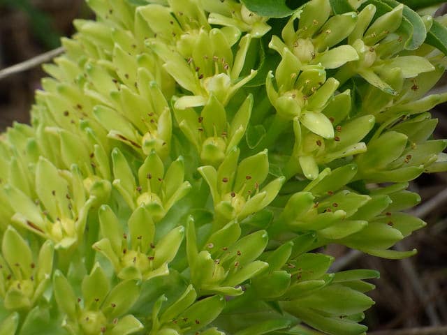 Eucomis autumnalis