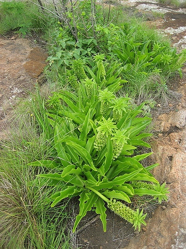 Eucomis autumnalis