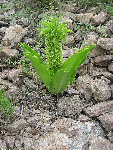 Eucomis autumnalis