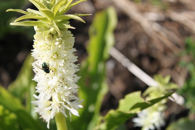 Eucomis autumnalis
