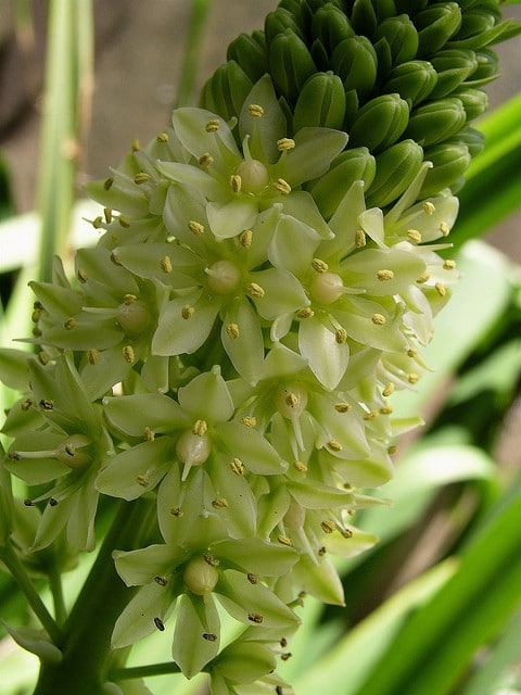 Eucomis autumnalis