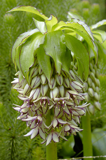 Fleur ananas