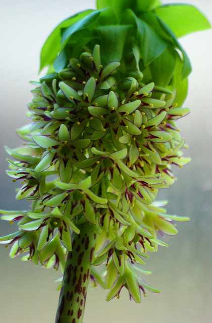 Fleur ananas