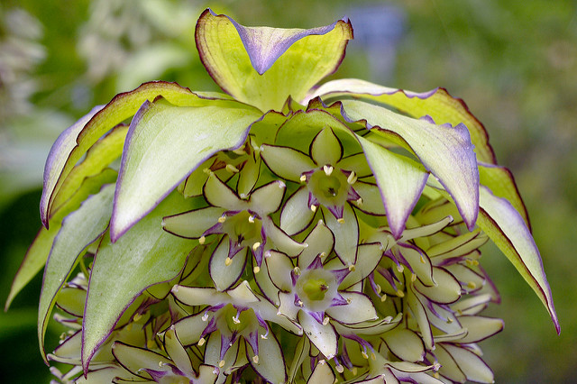 Fleur ananas (Eucomis bicolor)
