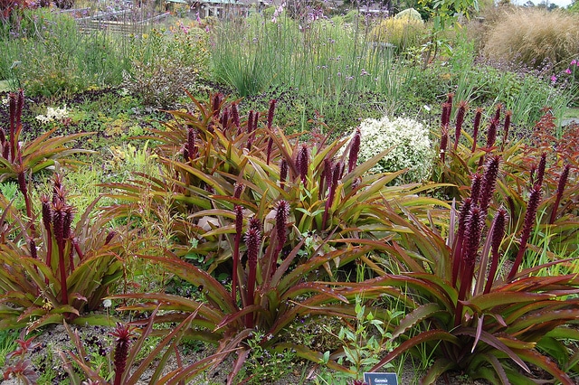 Eucomis