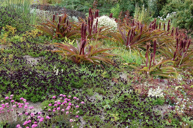 Eucomis