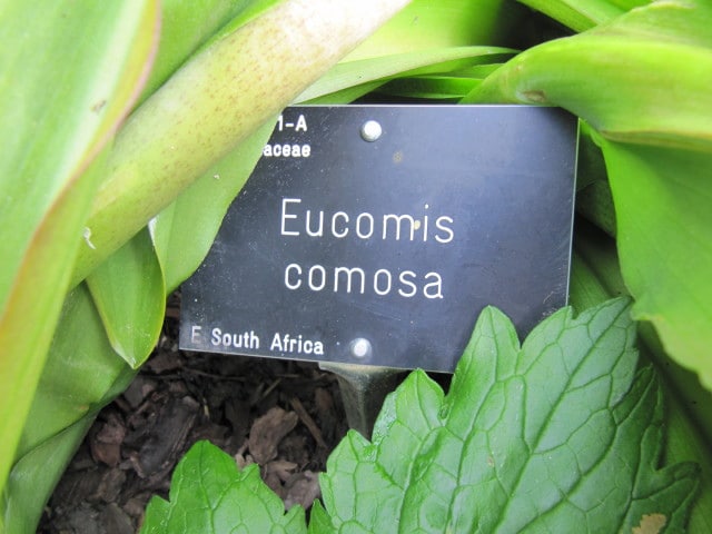 Eucomis