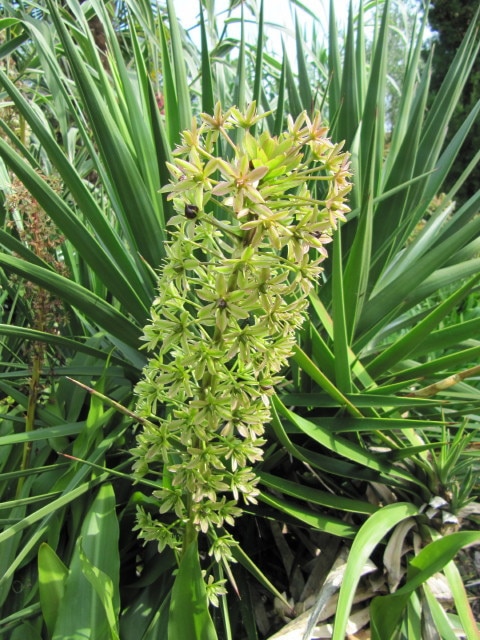 Eucomis