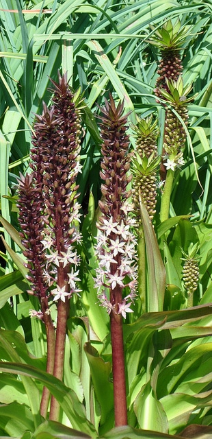 Eucomis