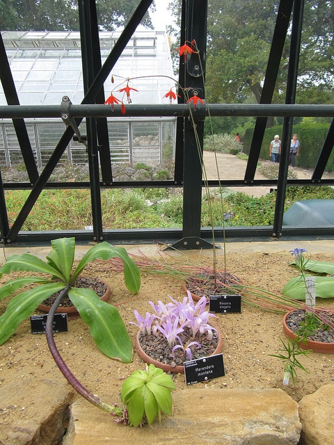 Eucomis montana (Eucomis montana)